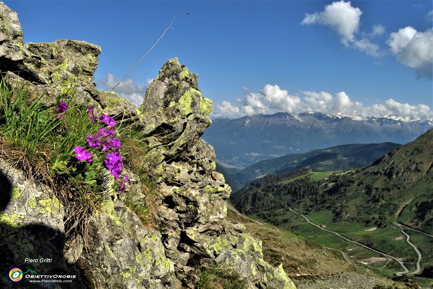 27 Primula irsuta (Prmula hirsuta) con vista verso il la Valtellina e le Alpi.JPG